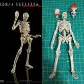 1/12 Articulated Human Skeleton Figure | Collectible Model Collectible Figures - The Eezee Shop