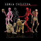 Fully Articulated Human Skeleton Figure | 1/12 Scale Model Collectible Figures - The Eezee Shop