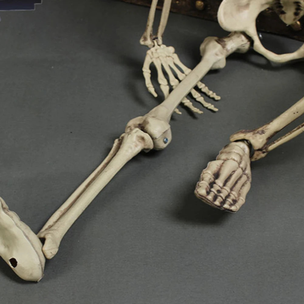 Life-Size Posable Anatomy Skeleton | 170cm Halloween Prop Outdoor Halloween Decorations - The Eezee Shop