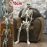 Life-Size Posable Anatomy Skeleton | 170cm Halloween Prop Outdoor Halloween Decorations - The Eezee Shop