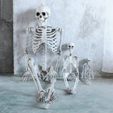 Life-Size Posable Anatomy Skeleton | 170cm Halloween Prop Outdoor Halloween Decorations - The Eezee Shop